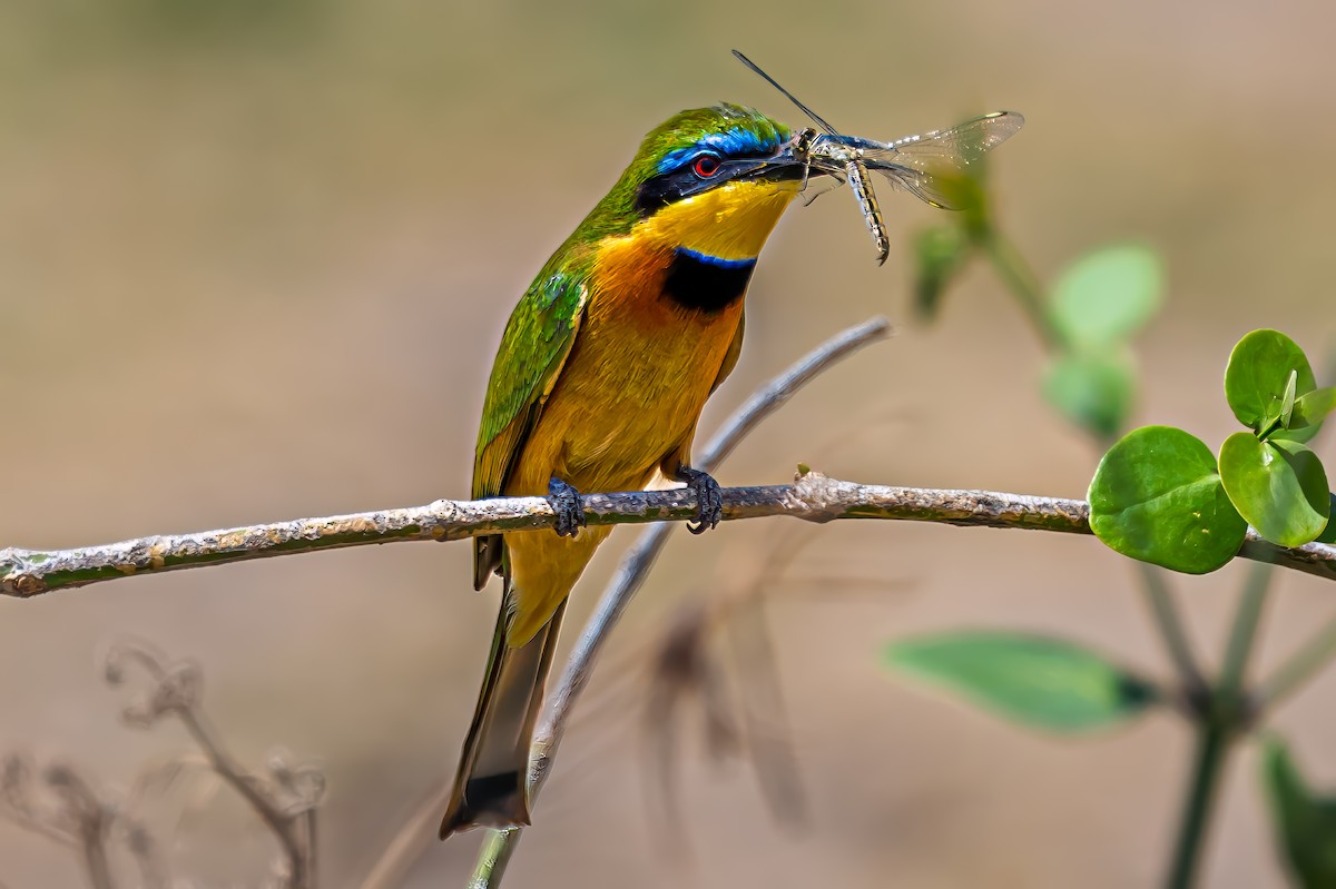 Little Bee-eater - ML642033080