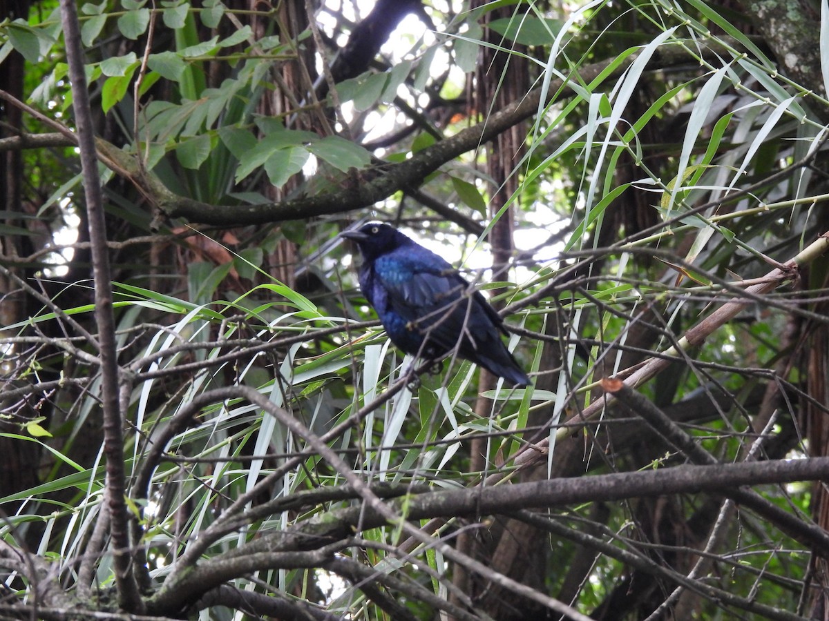 Great-tailed Grackle - ML642033087