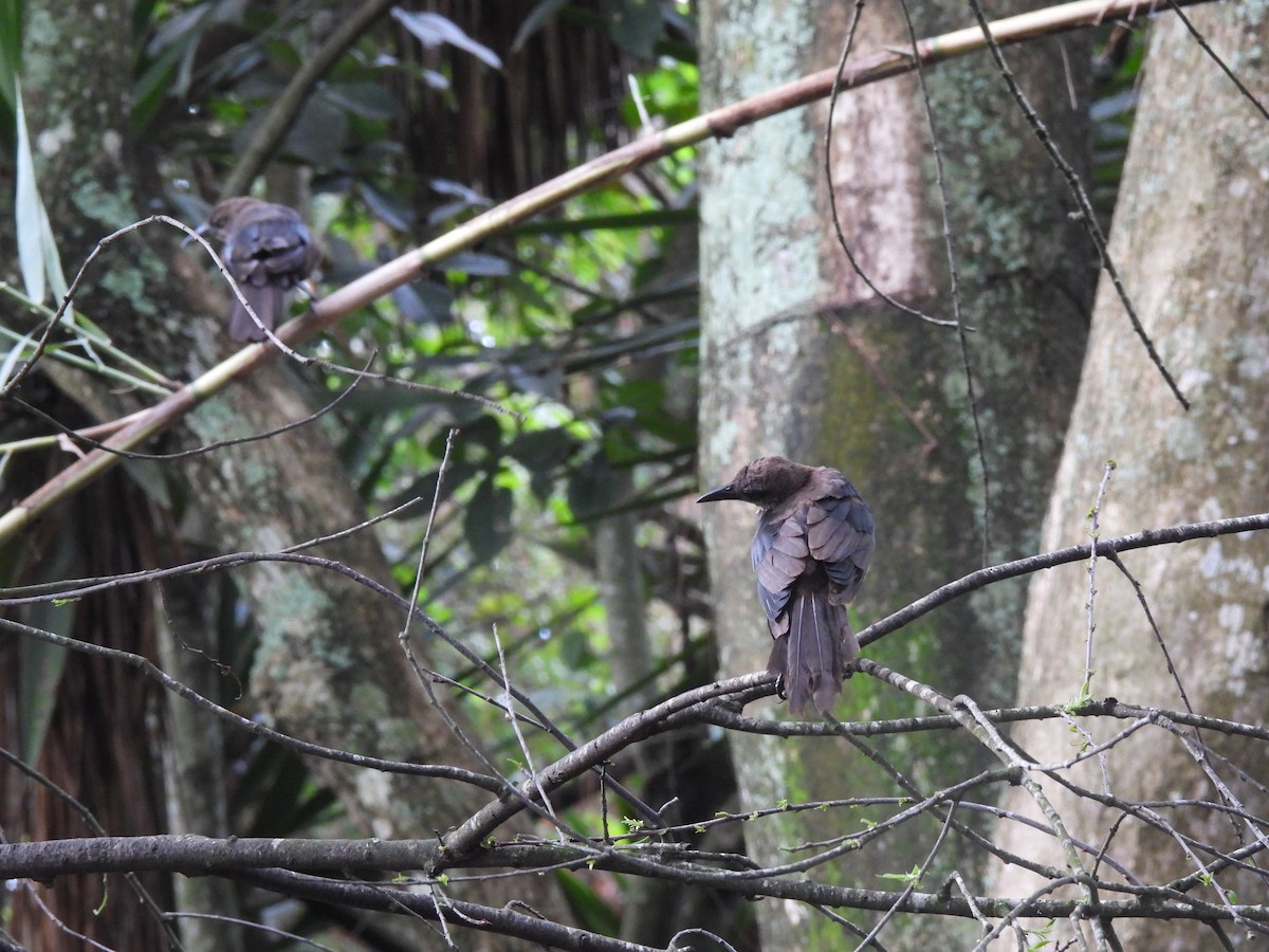 Great-tailed Grackle - ML642033088