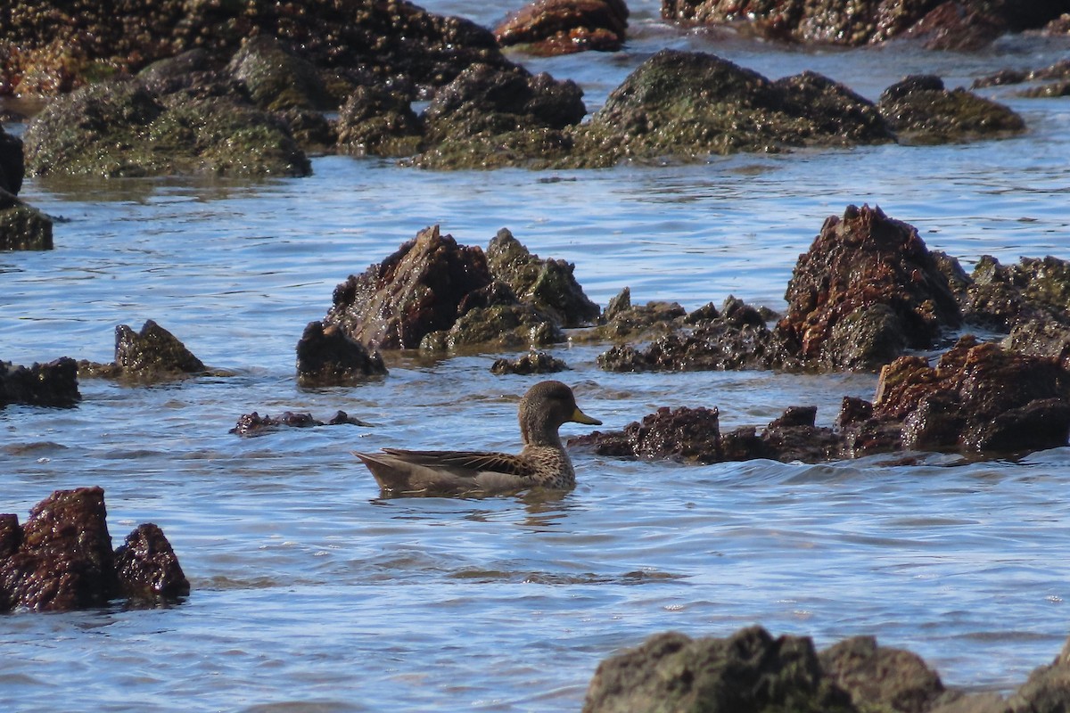 Yellow-billed Teal - ML642033104