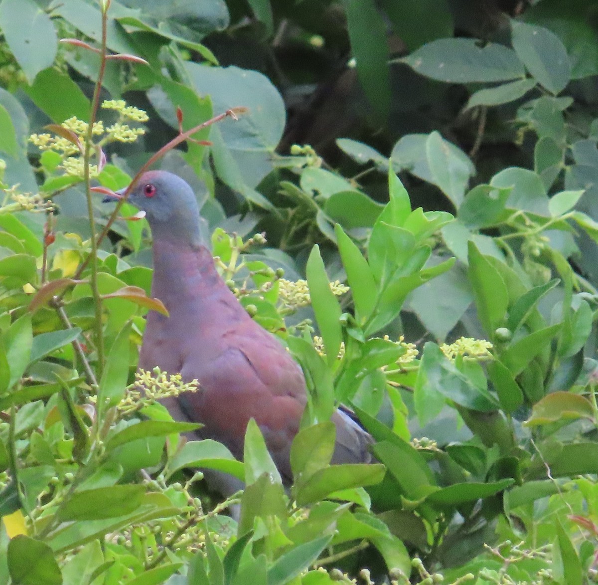 Pale-vented Pigeon - ML642033106