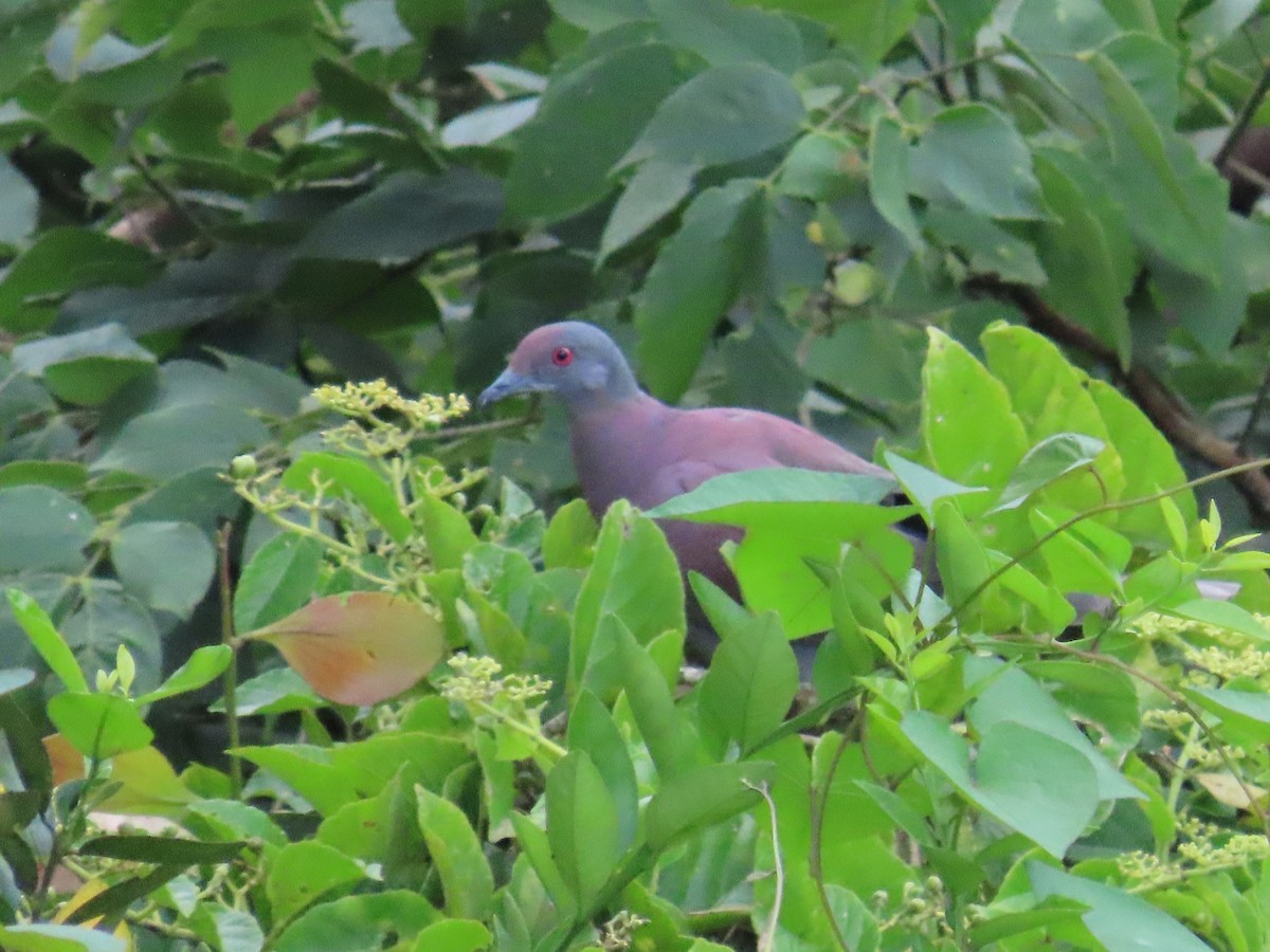 Pale-vented Pigeon - ML642033107