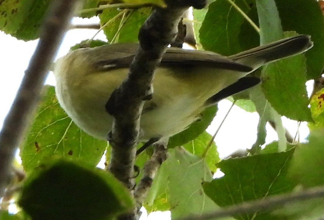 Philadelphia Vireo - ML642033111