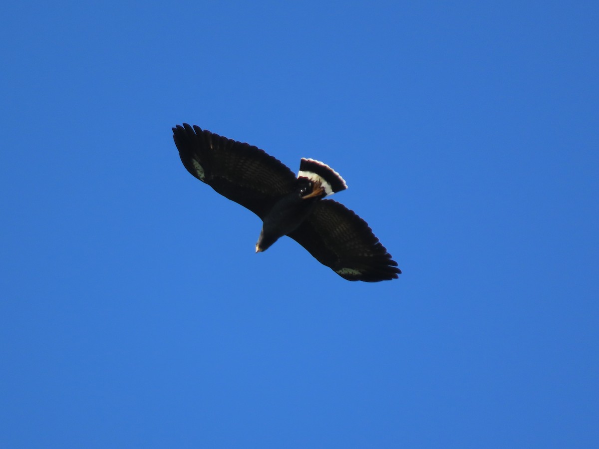 Krabbenbussard - ML642033112