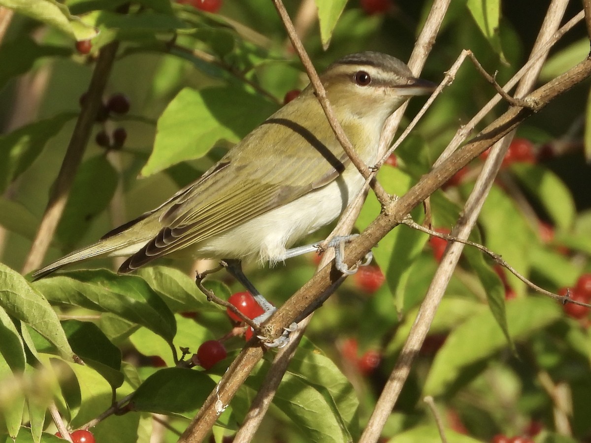 Rotaugenvireo - ML642033124