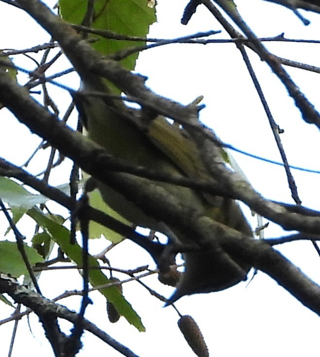 Rotaugenvireo - ML642033133