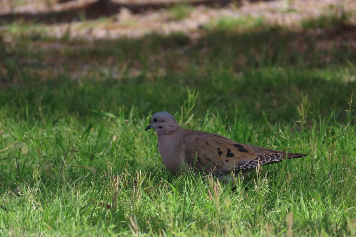 Eared Dove - ML642033142