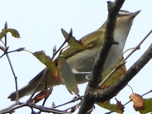 Vireo begigorria - ML642033145