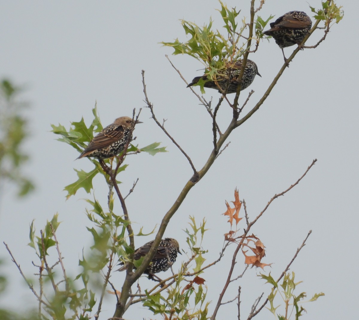 European Starling - ML642033147