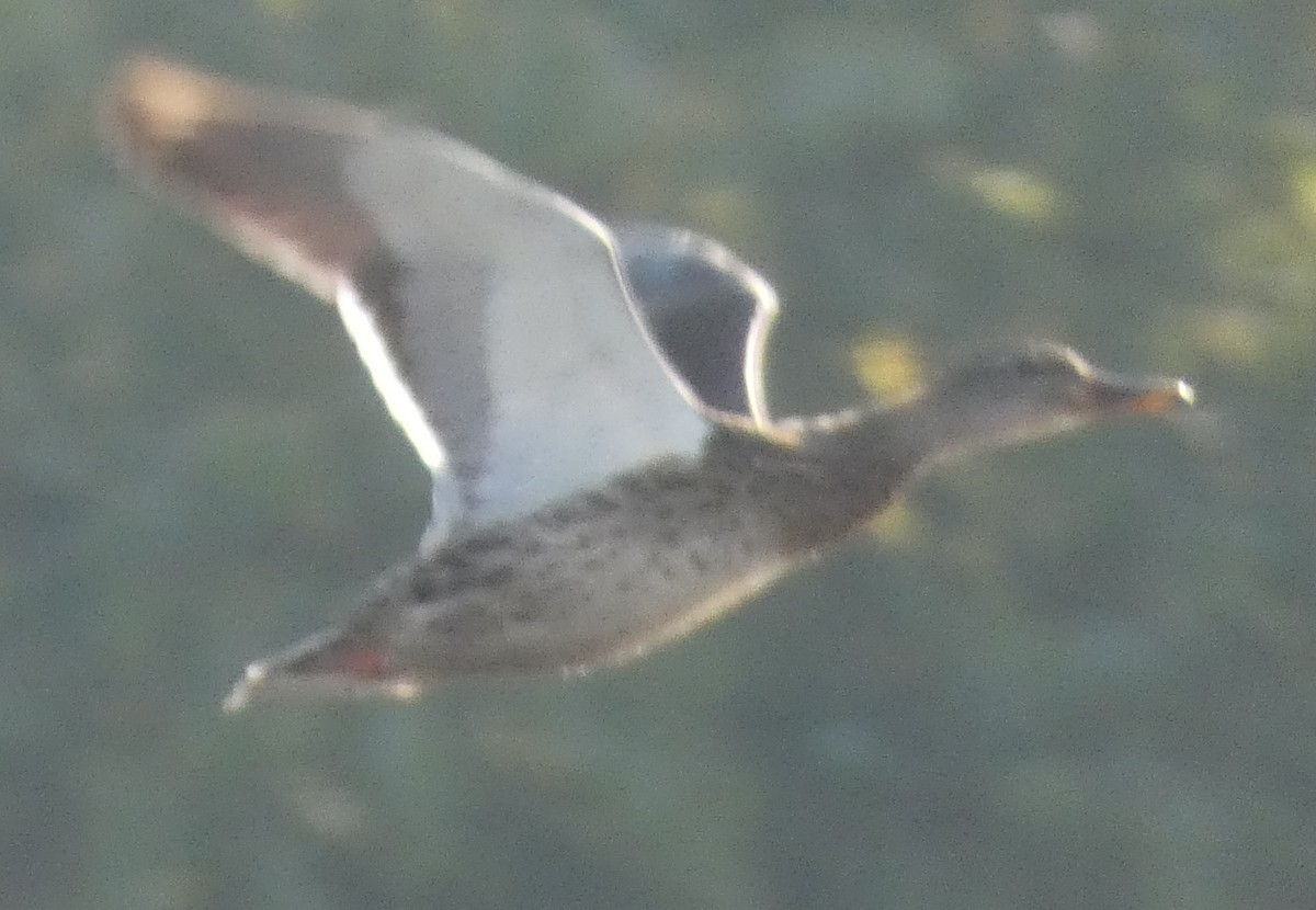 Stockente - ML642033157