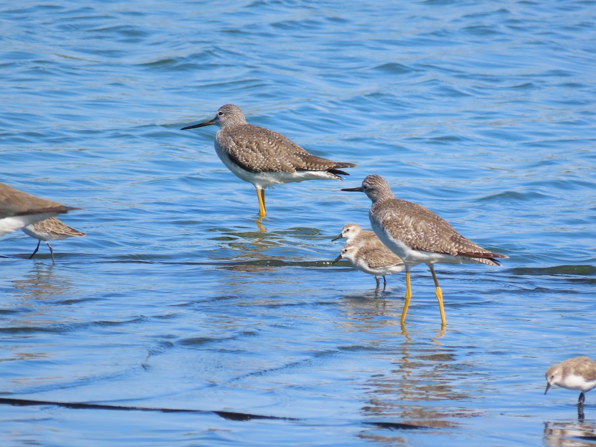 Semipalmated Sandpiper - ML642033162