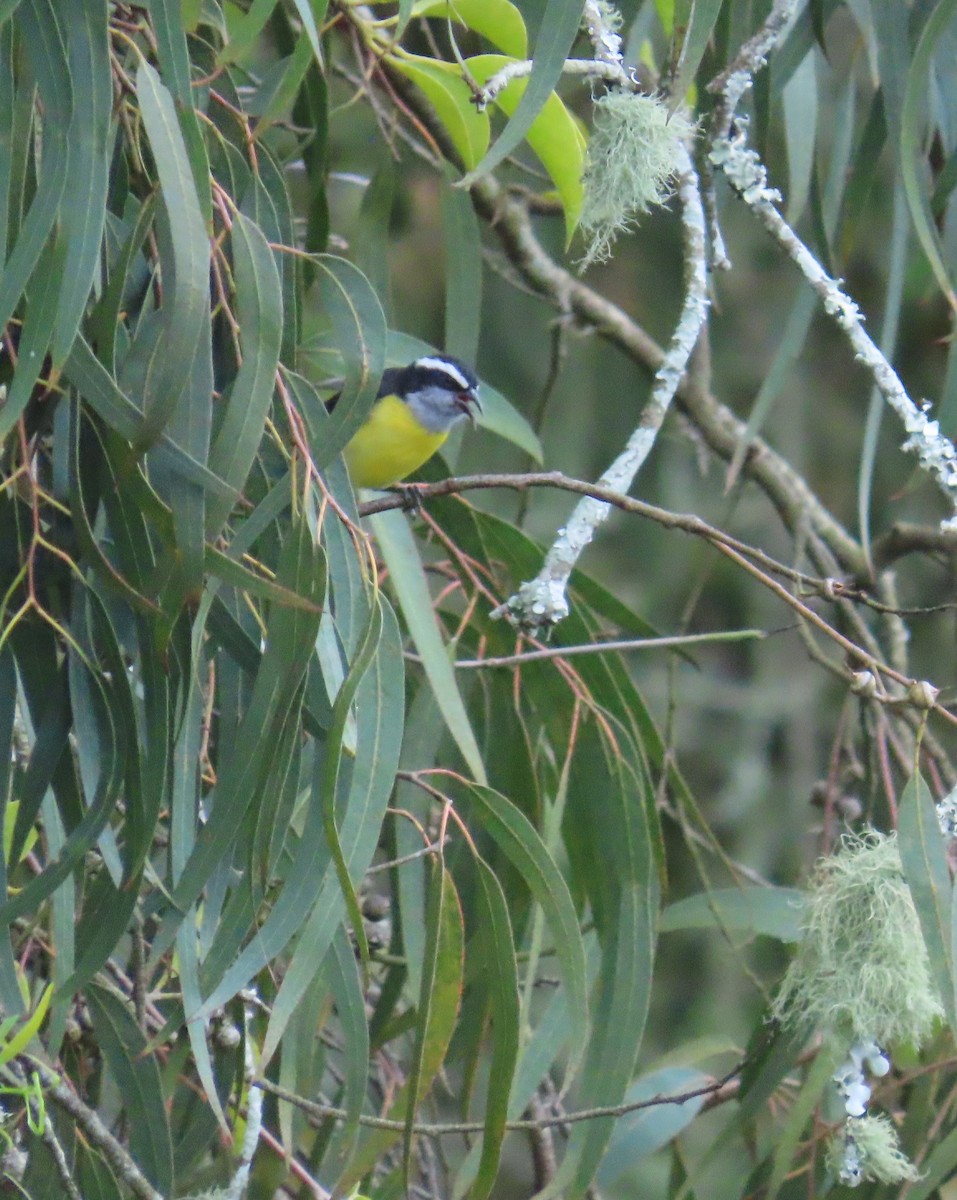 Zuckervogel - ML642033171