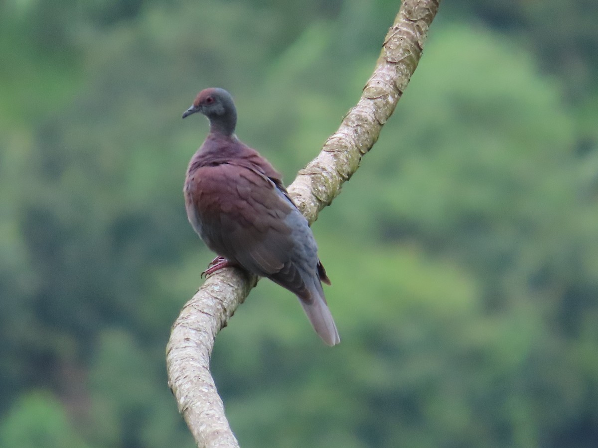 Pale-vented Pigeon - ML642033176