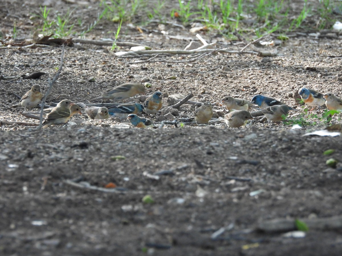Lazuli Bunting - ML642033195