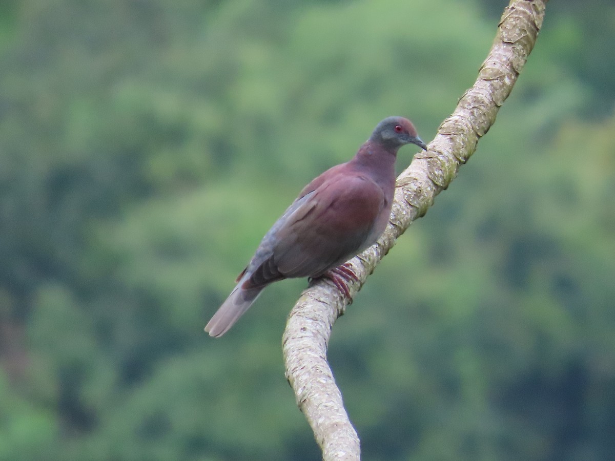 Pale-vented Pigeon - ML642033196