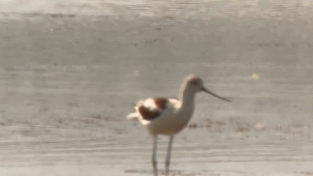 American Avocet - ML642033223