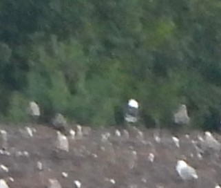 Great Black-backed Gull - ML642033226