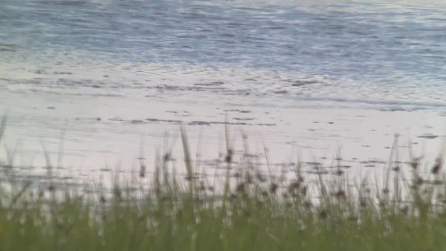 American Avocet - ML642033275