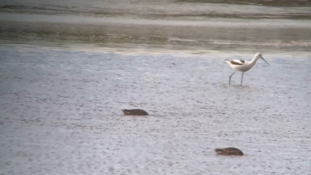 American Avocet - ML642033276