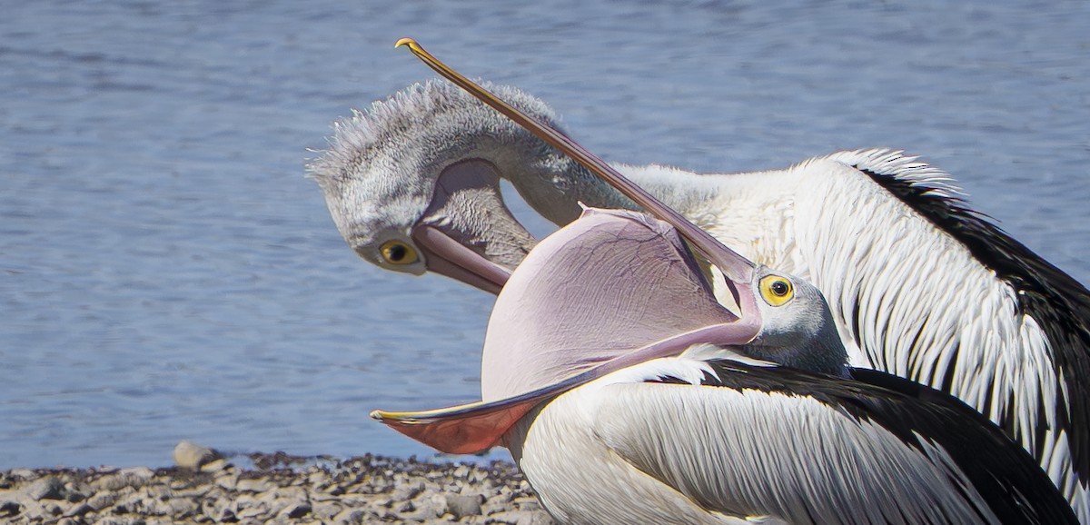 Australian Pelican - ML642033293