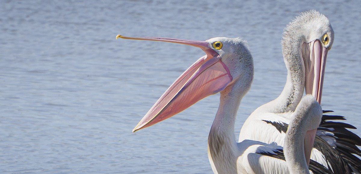Australian Pelican - ML642033294
