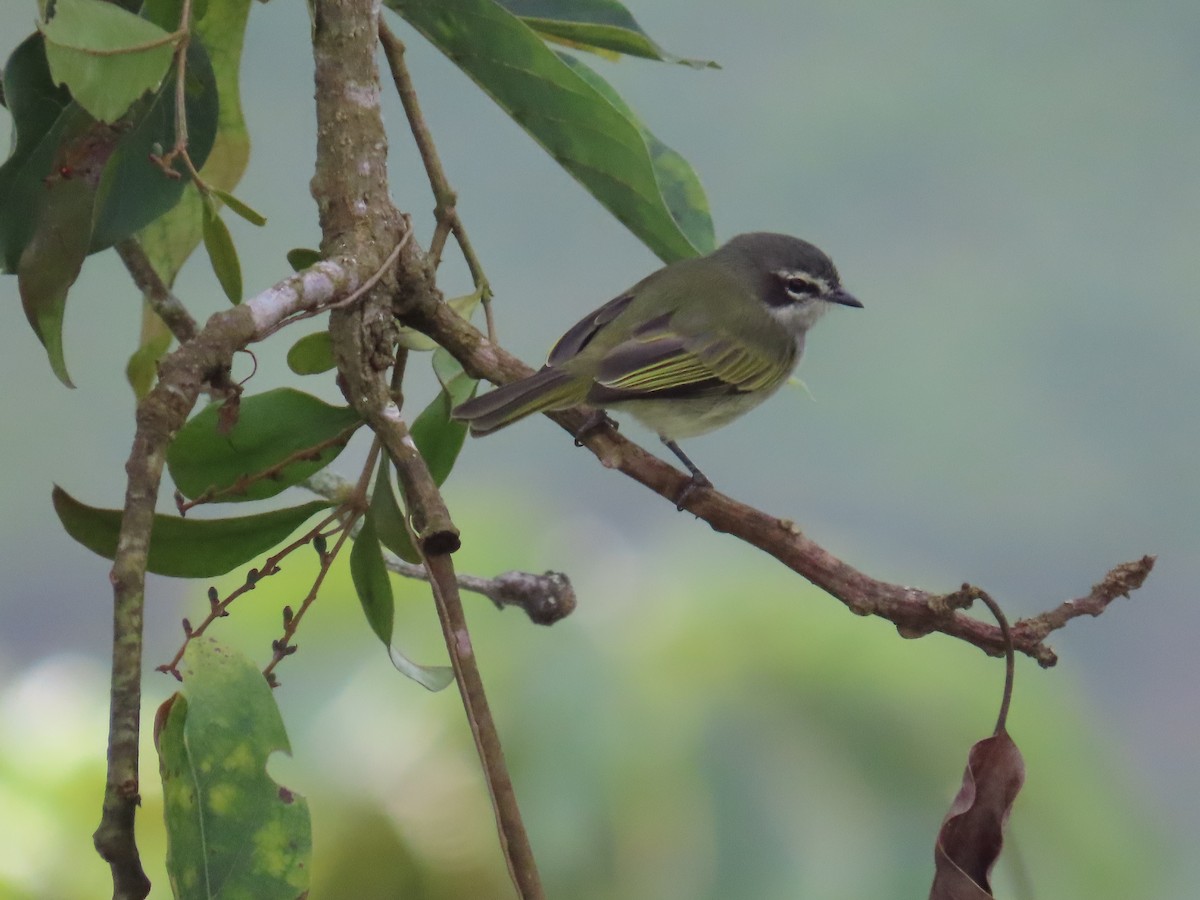 Venezuelan Tyrannulet - ML642033296