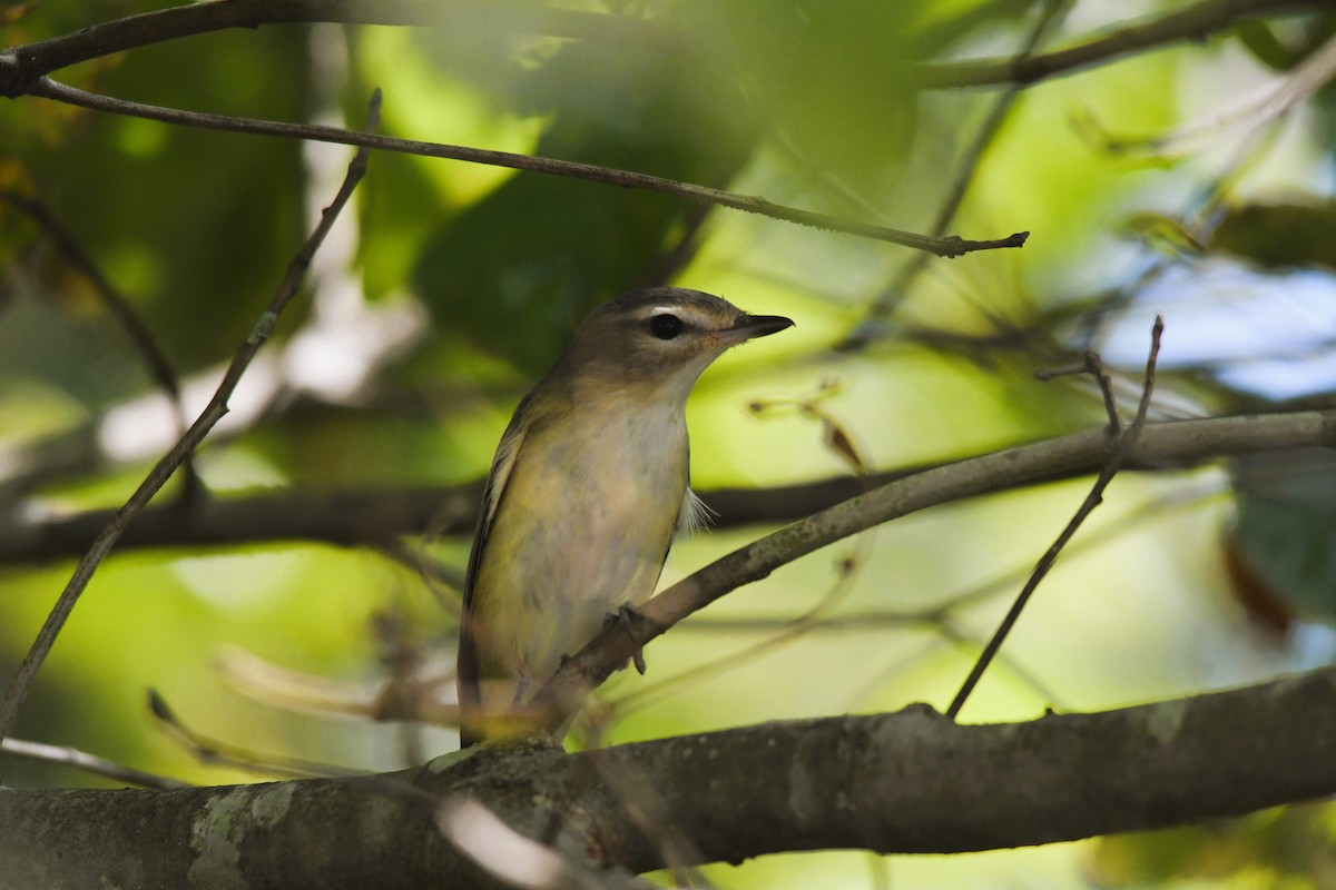 Philadelphia Vireo - ML642033299