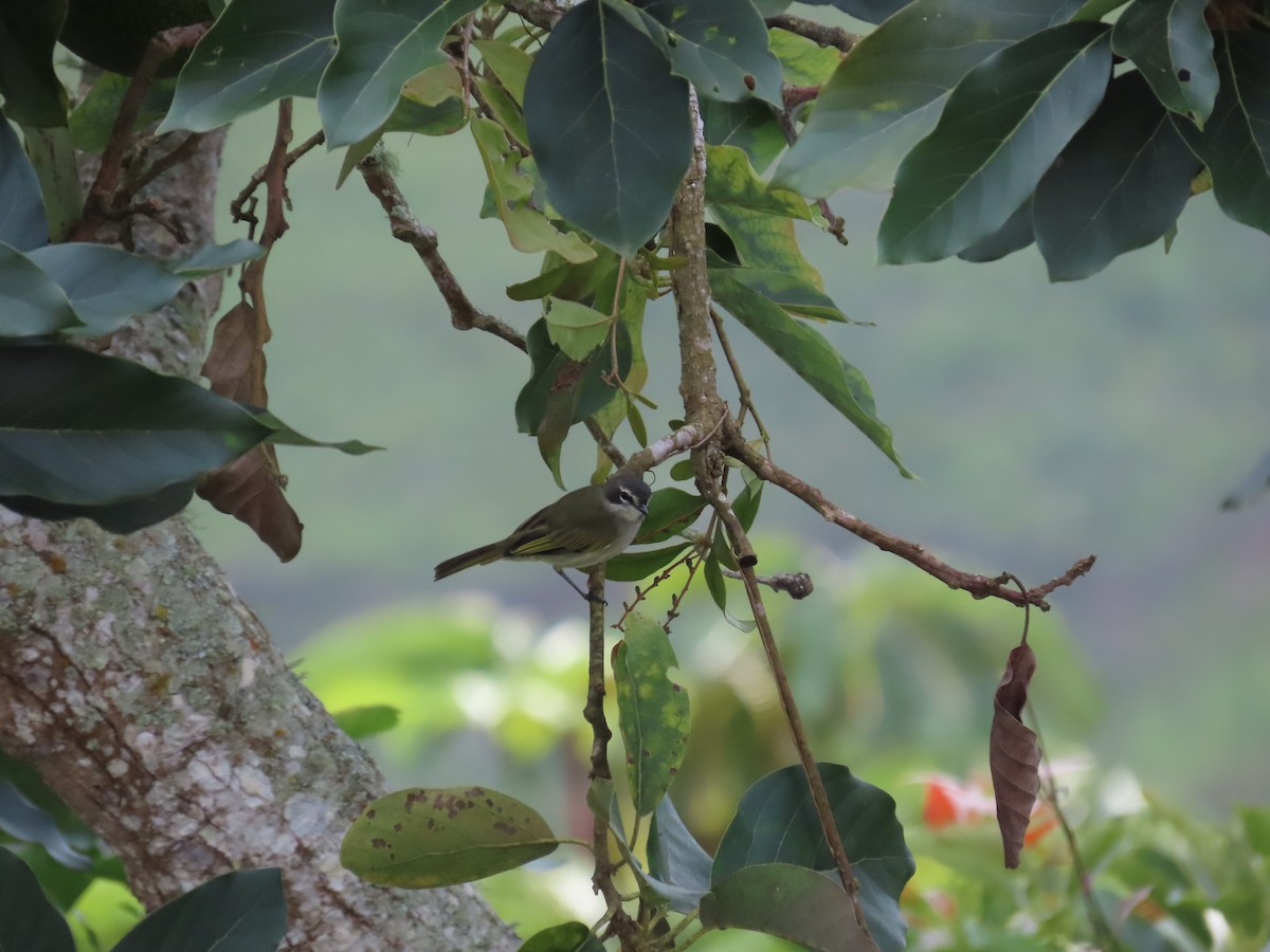 Venezuelan Tyrannulet - ML642033300