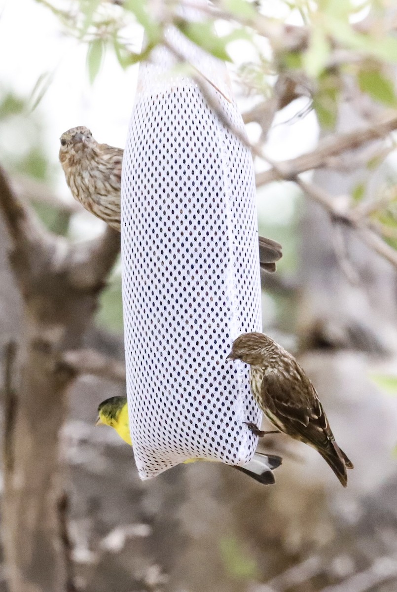 Pine Siskin - ML642033306