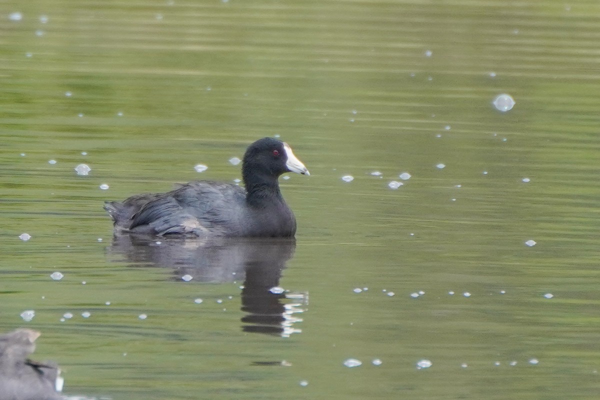 American Coot - ML642033323