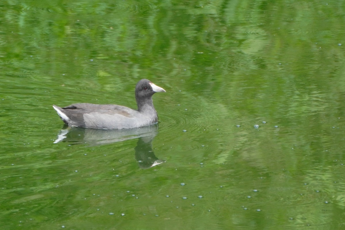 American Coot - ML642033324