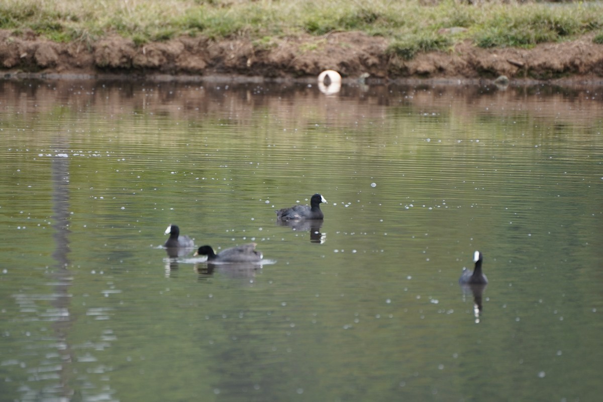American Coot - ML642033325