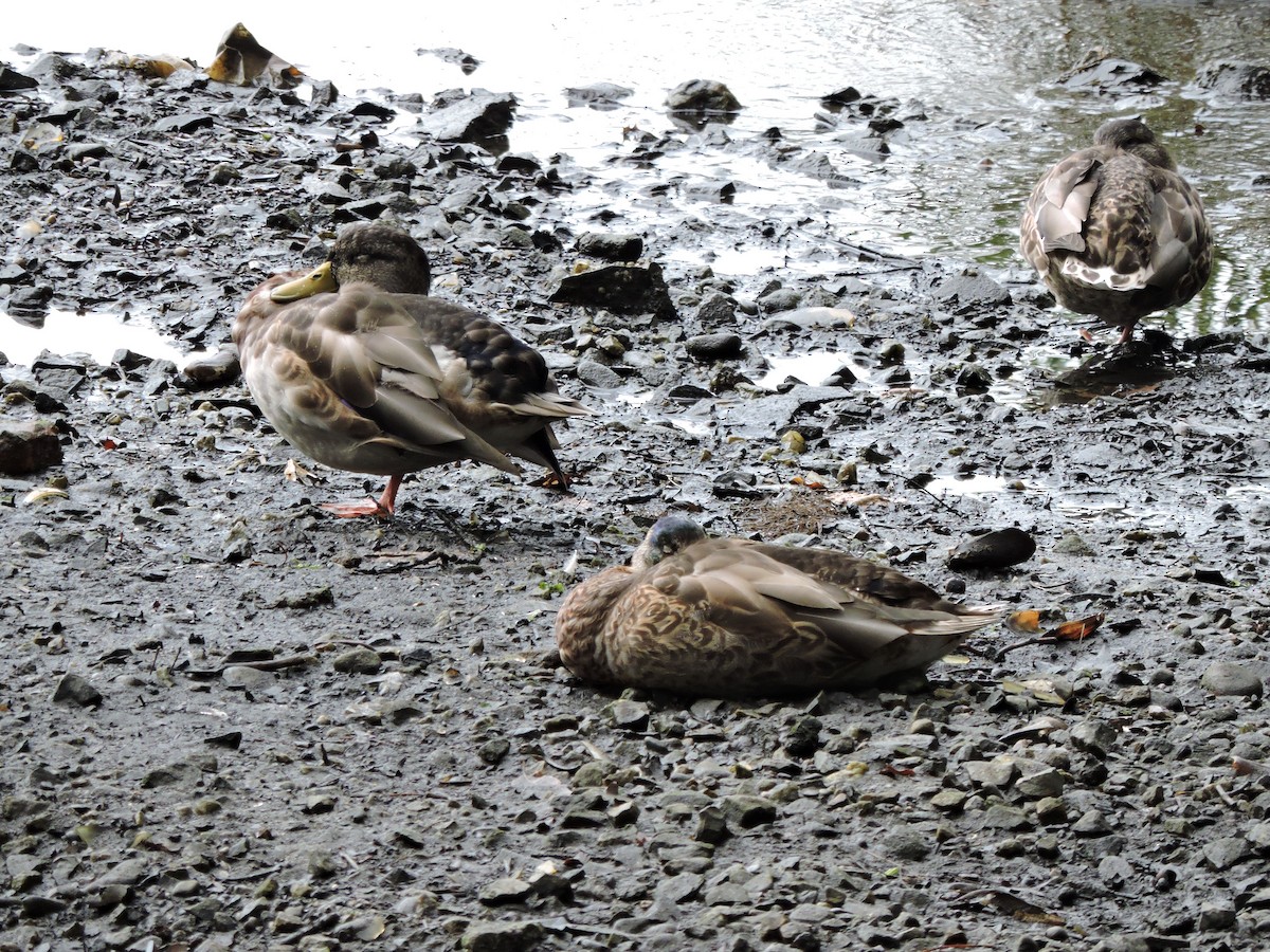 Mallard - ML642033345