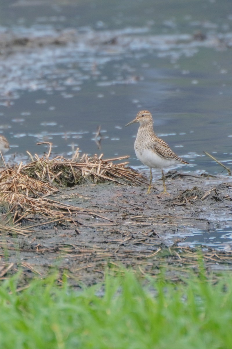 Graubrust-Strandläufer - ML642033351