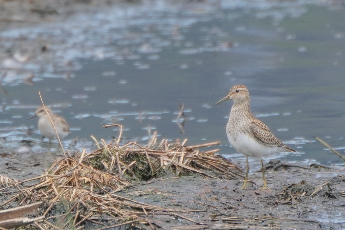 Graubrust-Strandläufer - ML642033352