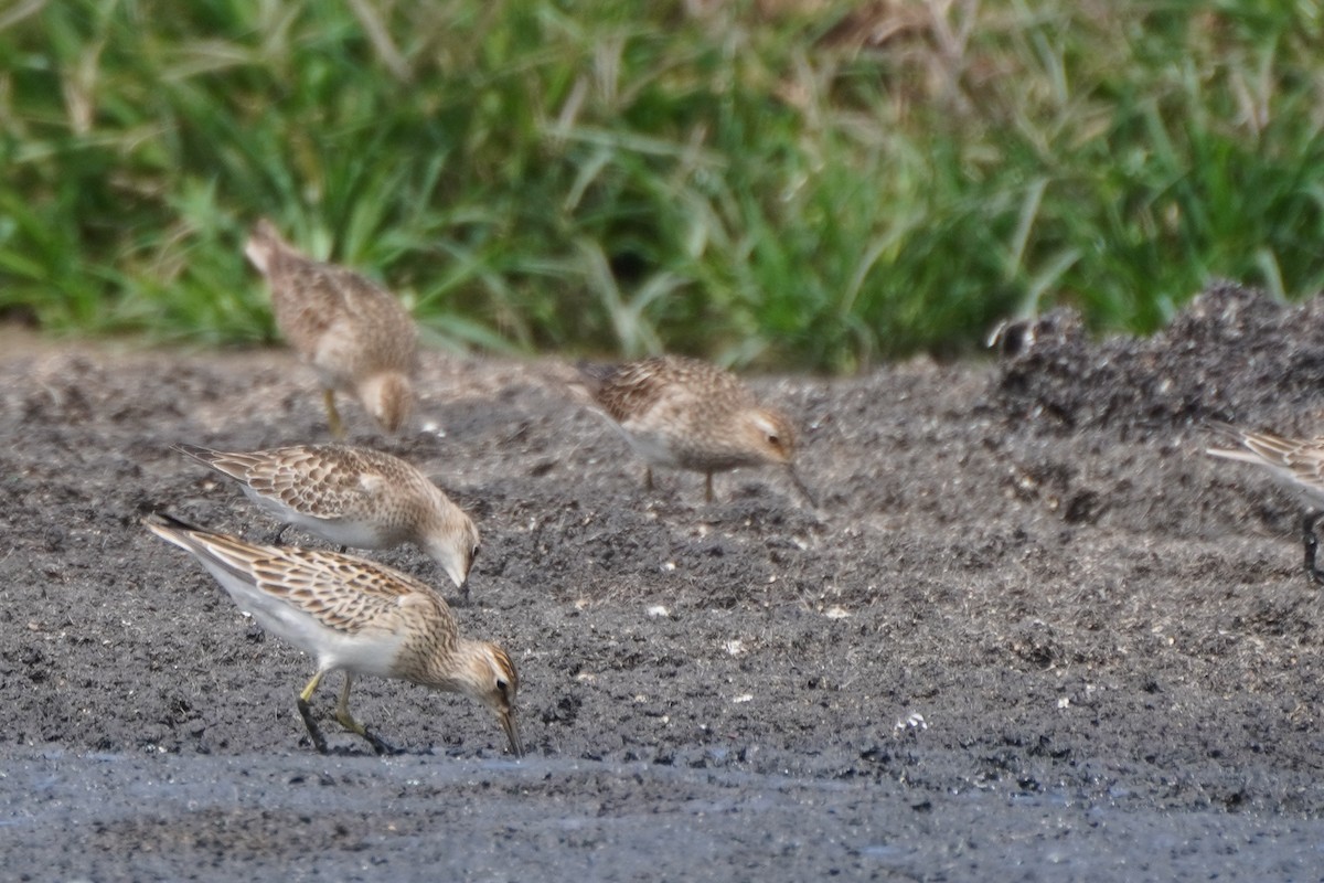 Graubrust-Strandläufer - ML642033353