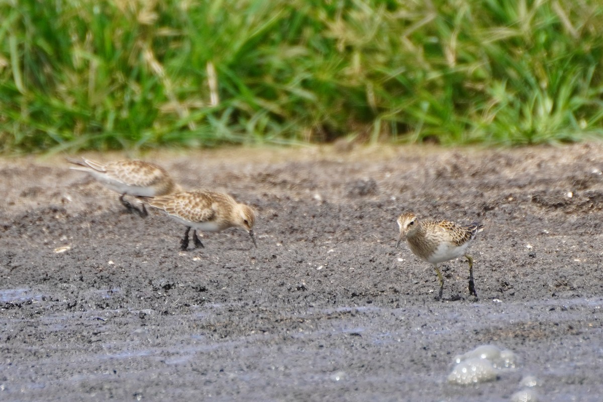 Graubrust-Strandläufer - ML642033354