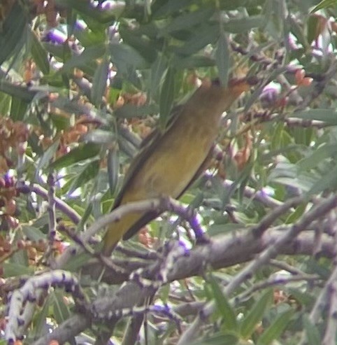 Western Tanager - ML642033361