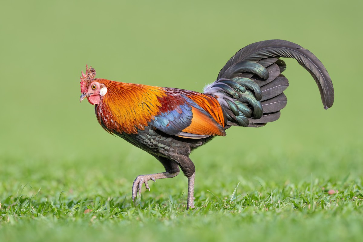 Red Junglefowl - ML642033362