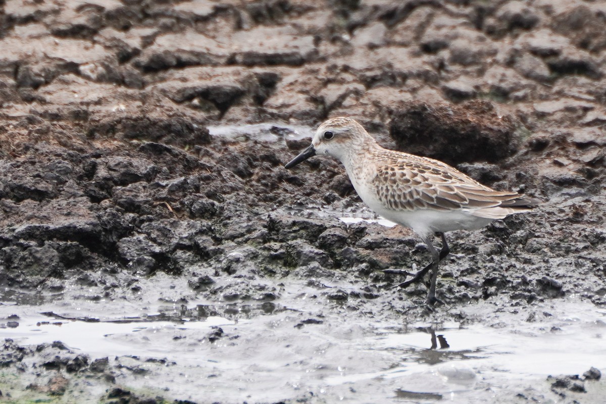 sandsnipe - ML642033363