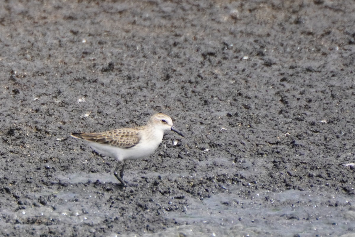 sandsnipe - ML642033364