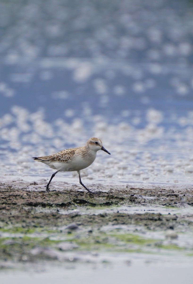 sandsnipe - ML642033365