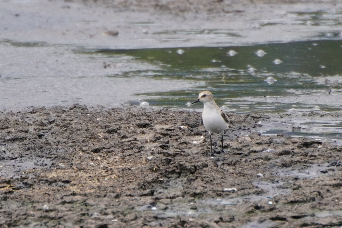 sandsnipe - ML642033366