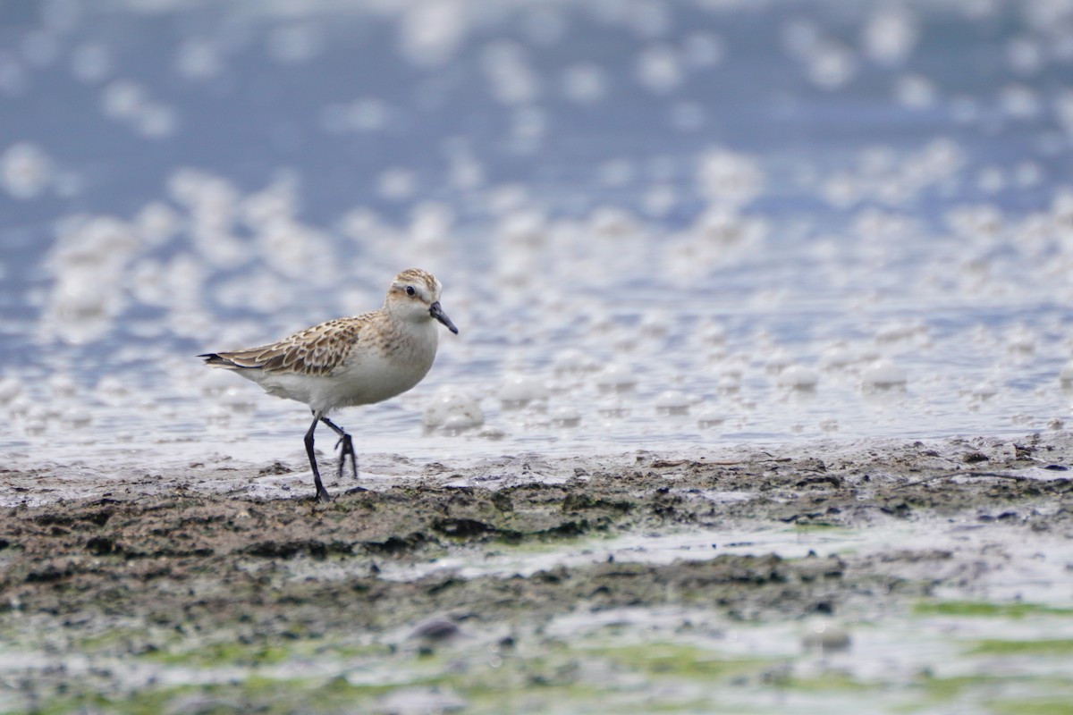 sandsnipe - ML642033367