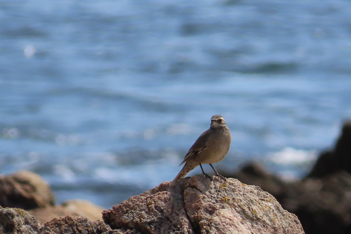 Buff-winged Cinclodes - ML642033368