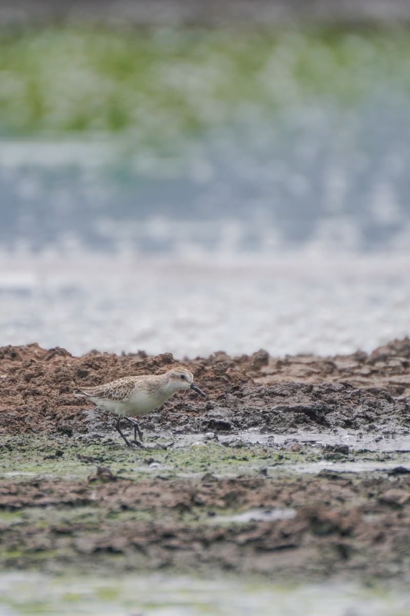 sandsnipe - ML642033369