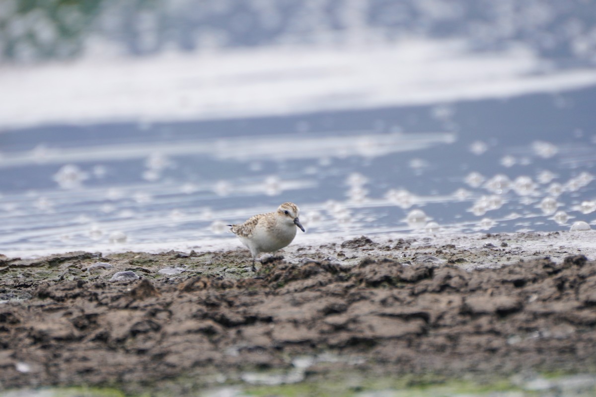 sandsnipe - ML642033370