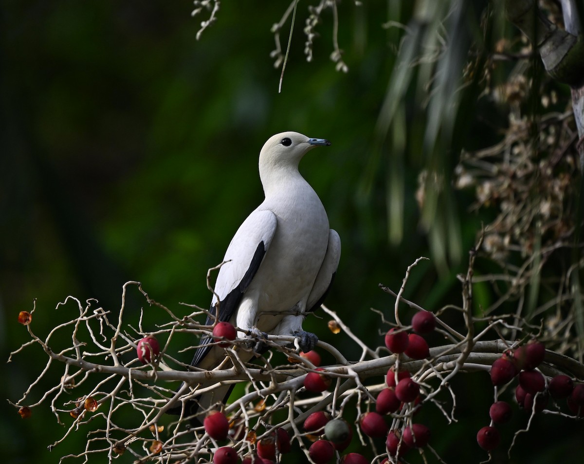 Pied Imperial-Pigeon - ML642033373