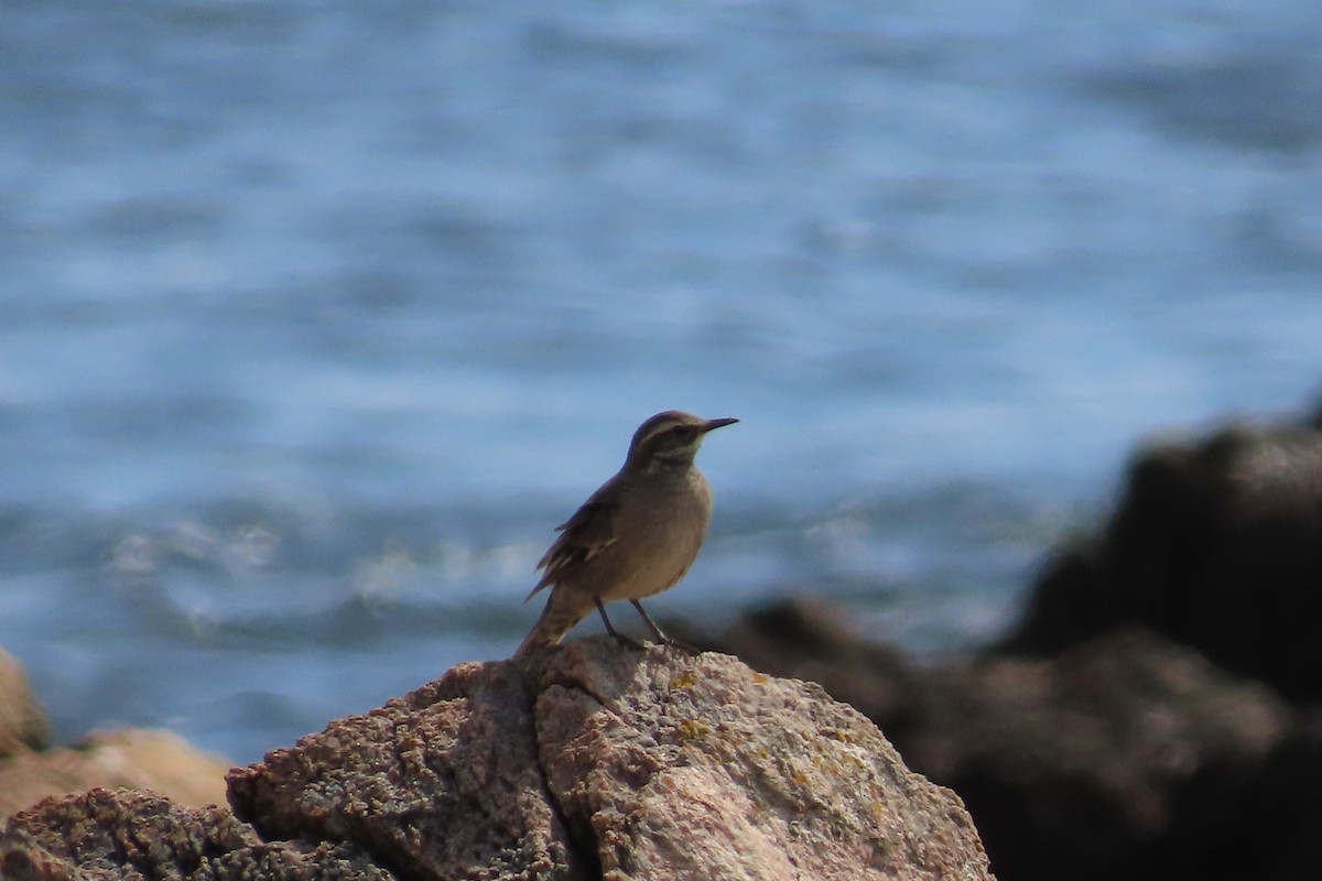 Buff-winged Cinclodes - ML642033382