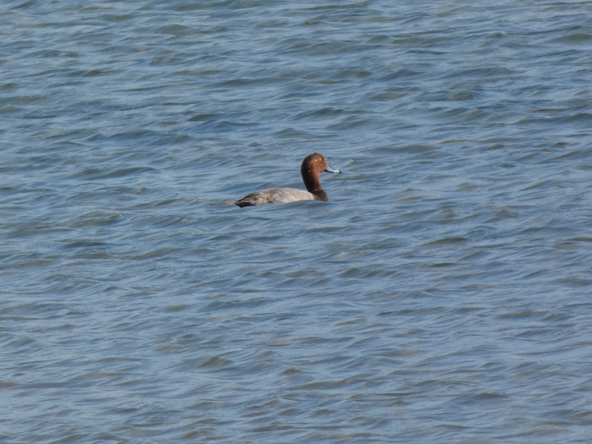 Redhead - ML642033383